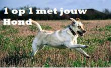 Hondenuitlaatservice Den Haag