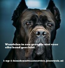  1 op 1 Hondenuitlaatservice Den Haag